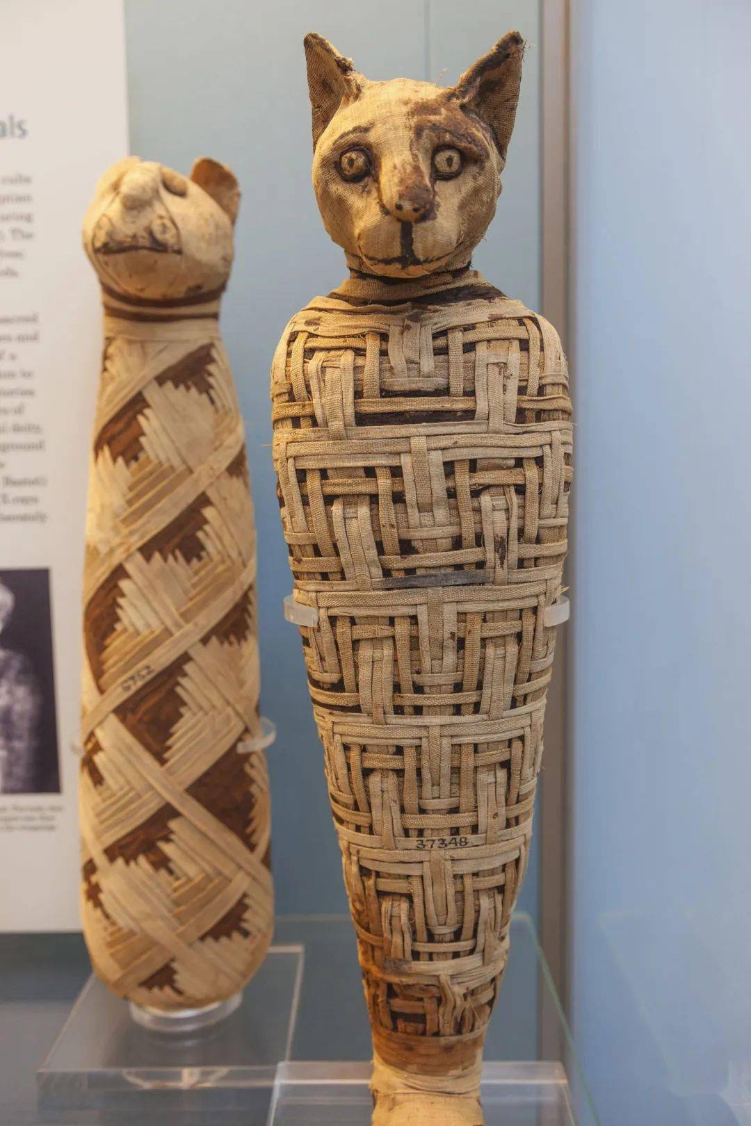 mummified cats2.jpeg